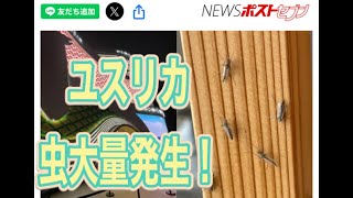 万博「ギャー」悲鳴発生！【夜の部】やらないか！【荒野行動】2045PC版「荒野の光」 #荒野行動 #荒野組